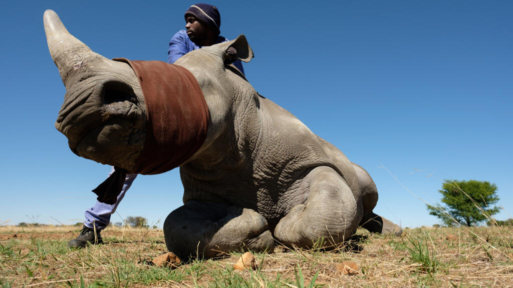 Actualites francaises Le programme de reintroduction de 2000 rhinoceros blancs